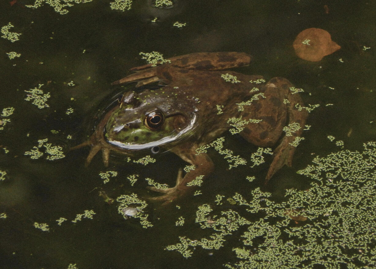 La Grenouille - New York