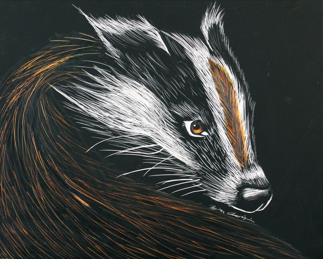 European Badger